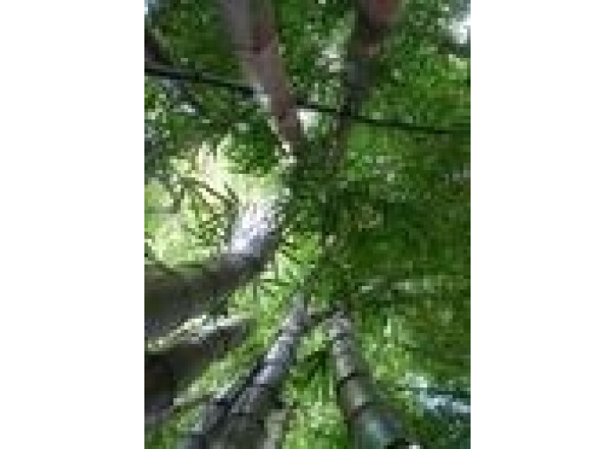 Foresta amazzonica Foresta amazzonica